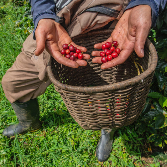 Single Origin Coffee vs Blends: What’s the Difference?